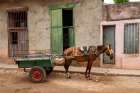 Trinidad, Cuba. An old horse in the streets of Trinidad. Art Print